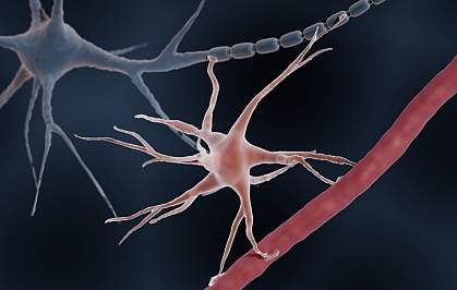 Illustration of an astrocyte with extensions connected to a blood vessel at bottom and a neuron at top. Illustration of an astrocyte with extensions connected to a blood vessel at bottom and a neuron at top.